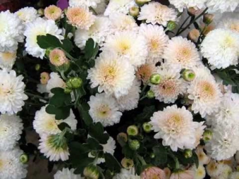 ХРИЗАНТЕМЫ Наталия Муравьева Русские романсы Самые красивые цветы Отцвели хризантемы в саду