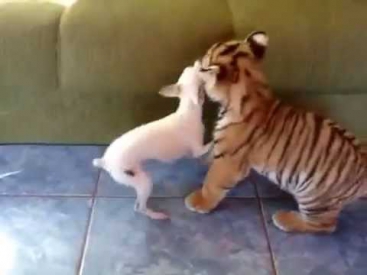 Маленький тигренок играет с собакой