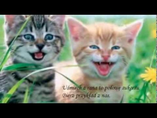 Детская песенка про котят Kotki dwa - детская колыбельная песенка