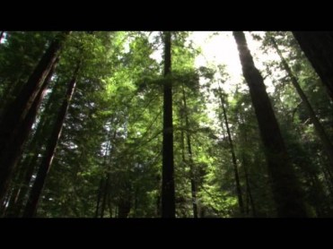 Заколдованный лес