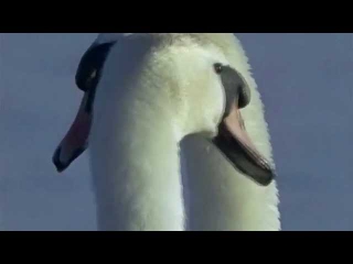 Владимир Захаров - Два Белых Лебедя