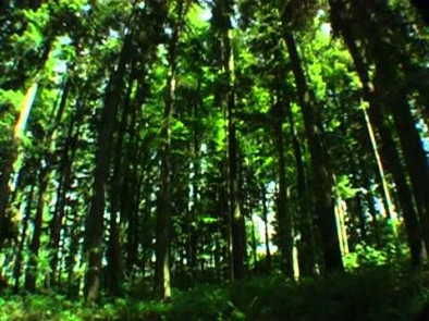 Звуки природы. Живой лес