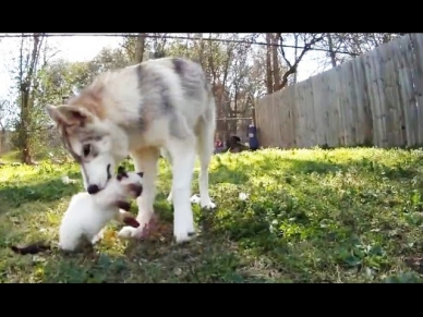 Котенок и волк. Это невероятно! Полярный Волк усыновил котенка /Kitten and wolf. Wolf adopted kitten