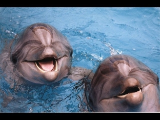 Дельфины приносят ПОЗИТИВ от вечной 