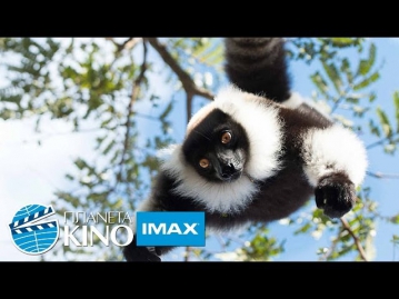 Остров лемуров: Мадагаскар (Island of Lemurs: Madagascar) IMAX трейлер