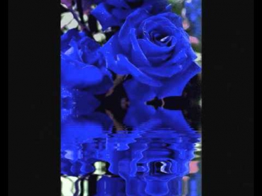 Frequenz - синие розы