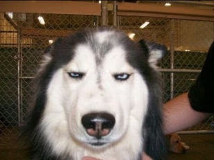 Собаку раскрутили в центрифуге. dog face
