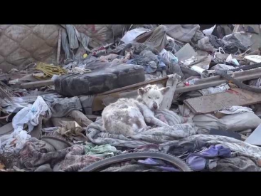 Душераздирающее видео: бездомный пес жил на мусорной куче