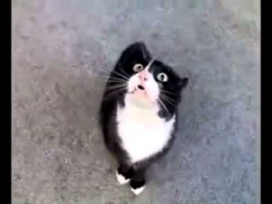 смешное видео про поющих кошек