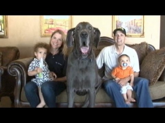 Giant George the Great Dane: World's Tallest Dog Tackles Facebook, YouTube and Even Oprah!