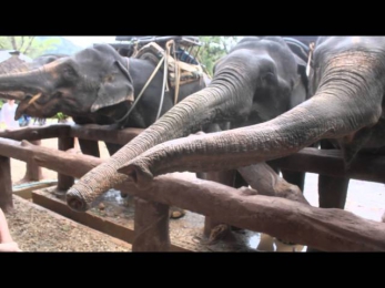 Кормим слонов в Тайланде