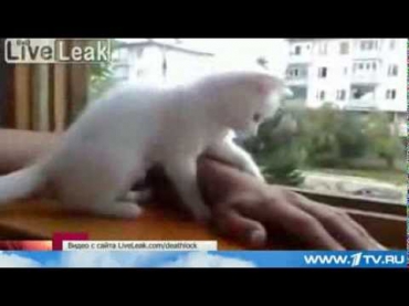 Белый и пушистый котенок зорко следит за безопасностью хозяина