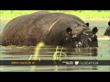 Hippopotamus | Бегемот