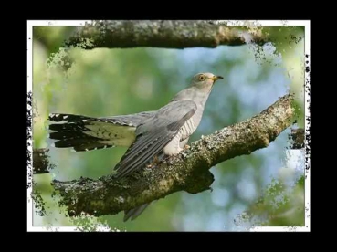 Голоса птиц в природе1-1.утро в лесу ,The song of birds.