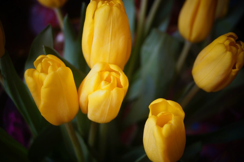 Почему тюльпаны желтеют. Тюльпан Yellow Master. Тюльпан Yellow popanite. Жёлтые тюльпаны Наташа КОРОЛЕВП. Королева тюльпаны.