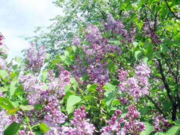 Запах сирени (The smell of lilacs)