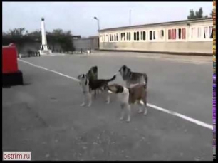 Страшные знаки, собаки в Мариуполе запели гимн России