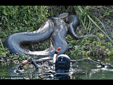 Лови удачу за хвост: гигантская анаконда в водах Бразилии