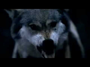 Волки - Меня зовут Акела.avi