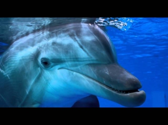 История дельфина 2 - Дублированный трейлер