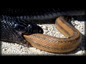 Indigo Snake Eats Rat Snake 01   Snake vs Snake