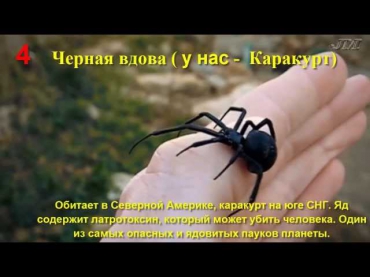 Самые ядовитые пауки в мире ТОП-10