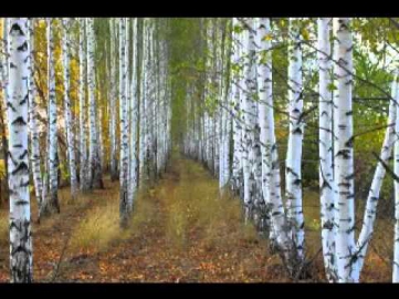 The Birches. Lubeh. English lyrics translation. Brzozy Lube napisy polskie PL