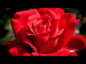 Очень красивые розы и музыка Игоря Крутого.Very beautiful music.