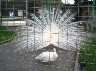 Брачный танец белого павлина.Зоопарк Белгорода.AVI
