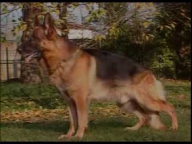 Собаки от А до Я - Немецкая овчарка (Фильм от VEGAS в 1996)