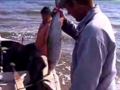 Ловля сёмги на Кольском полуострове спиннингом-Рыбалка на Терском берегу видео