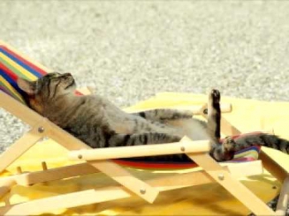 Спящий кот на пляже (программа для сна)